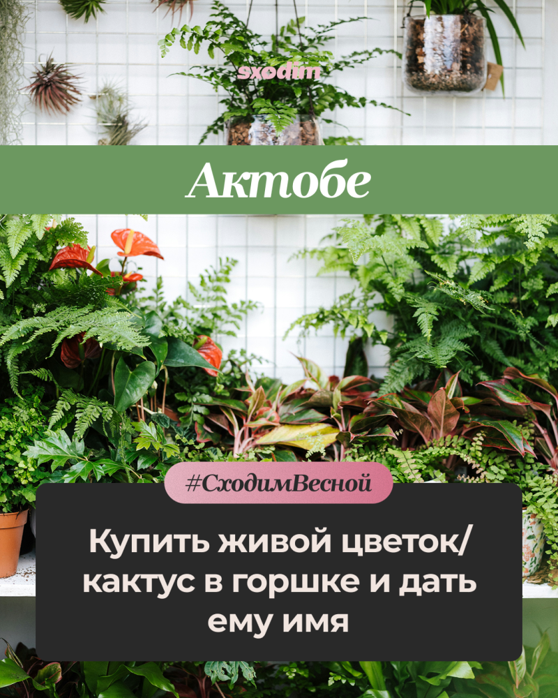 A vibrant display of various green and red-leafed plants against a white grid wall, with a green banner at the top containing the text "Актобе" and a dark gray overlay with a pink hashtag "#СходимВесной" and the text "Купить живой цветок/ кактус в горшке и дать ему имя".