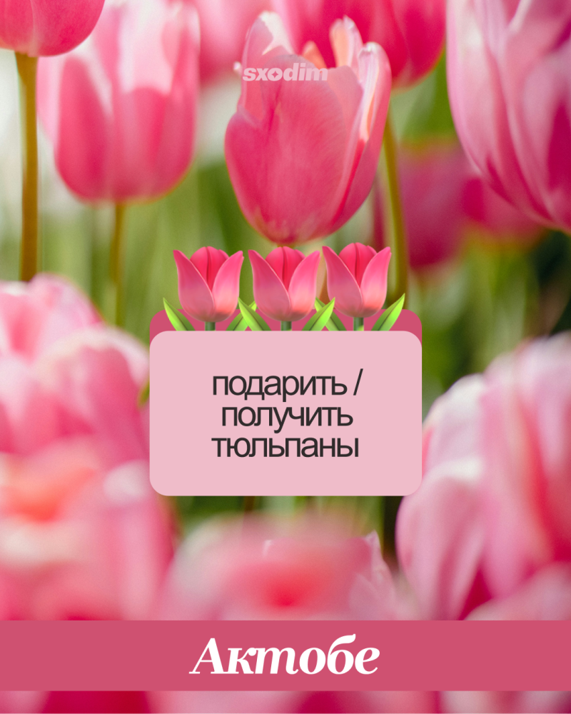A blurred background of pink tulips features a light pink overlay with three tulip emojis and the text 'ПОДАРИТЬ / ПОЛУЧИТЬ ТЮЛЬПАНЫ'. A dark pink bar at the bottom displays 'Актобе', and 'sxodim' is in the top right.