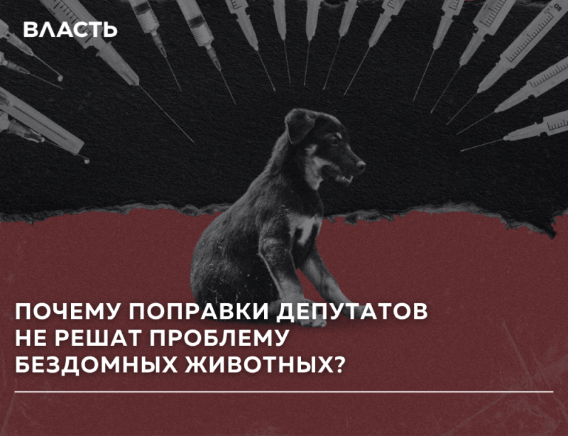 The image features a black and brown dog in the foreground, with syringes in the background, the word "ВЛАСТЬ" at the upper left, and the text "ПОЧЕМУ ПОПРАВКИ ДЕПУТАТОВ НЕ РЕШАТ ПРОБЛЕМУ БЕЗДОМНЫХ ЖИВОТНЫХ?"