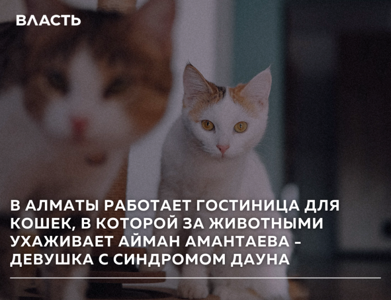 На изображении представлены две кошки, одна размытая на переднем плане и другая в фокусе на заднем плане, а также текст "ВЛАСТЬ" вверху и заявление о кошачьей гостинице в Алматы и девушке с синдромом Дауна, ухаживающей за животными.
