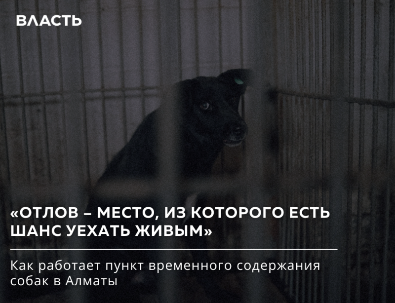 Темное изображение, на котором черная собака с зеленой биркой в ухе смотрит сквозь прутья клетки. Наложено белым текстом: "ВЛАСТЬ", "«ОТЛОВ – МЕСТО, ИЗ КОТОРОГО ЕСТЬ ШАНС УЕХАТЬ ЖИВЫМ»" и "Как работает пункт временного содержания собак в Алматы".