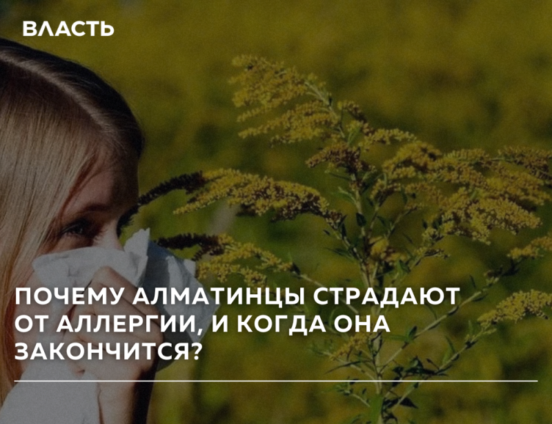 Женщина высмаркивается в белую салфетку на фоне размытых желтых цветущих растений. Текст на изображении: «ВЛАСТЬ» и «ПОЧЕМУ АЛМАТИНЦЫ СТРАДАЮТ ОТ АЛЛЕРГИИ, И КОГДА ОНА ЗАКОНЧИТСЯ?».