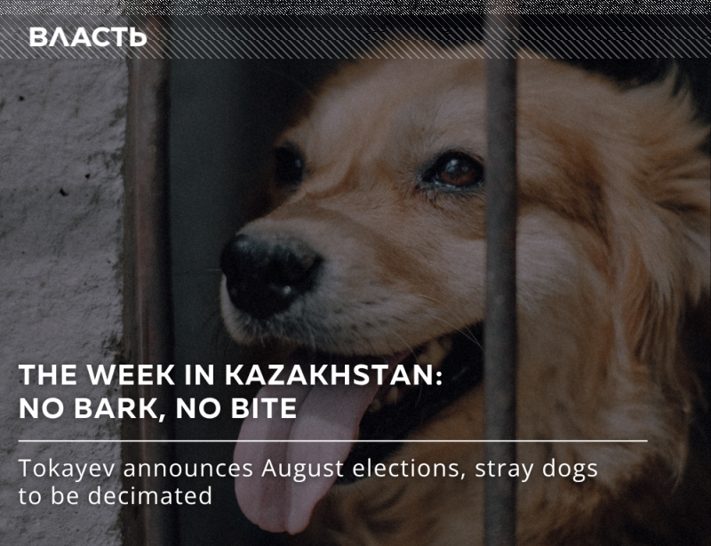 На изображении золотистый ретривер за решеткой, сопровождаемый текстом "THE WEEK IN KAZAKHSTAN: NO BARK, NO BITE" и "Tokayev announces August elections, stray dogs to be decimated."